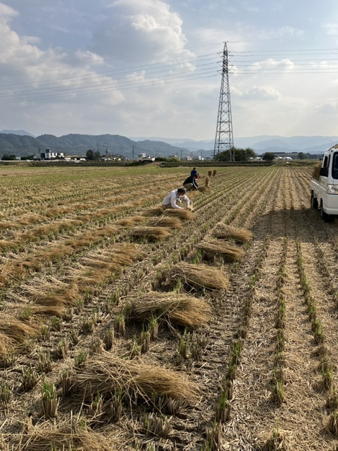 どんどやの準備中🌾