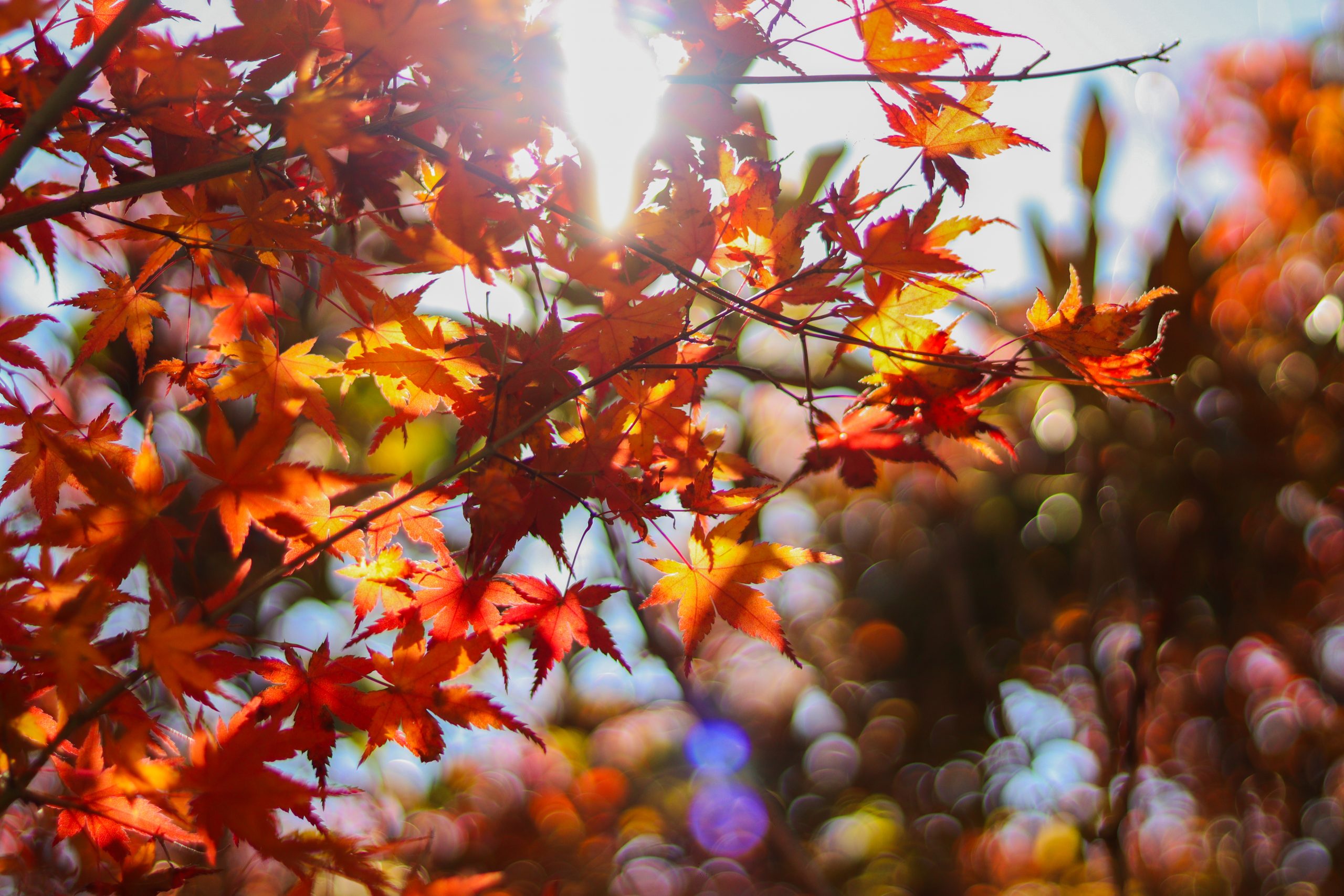 紅葉を見てきました🍁⠜